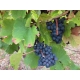 Cotes Du Jura Trousseau
